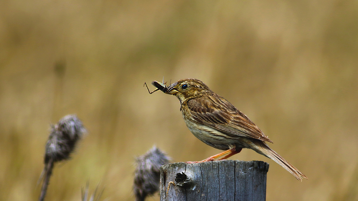 Corn Bunting